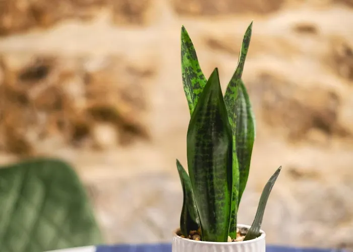 Mandera's Boutique & Dorms